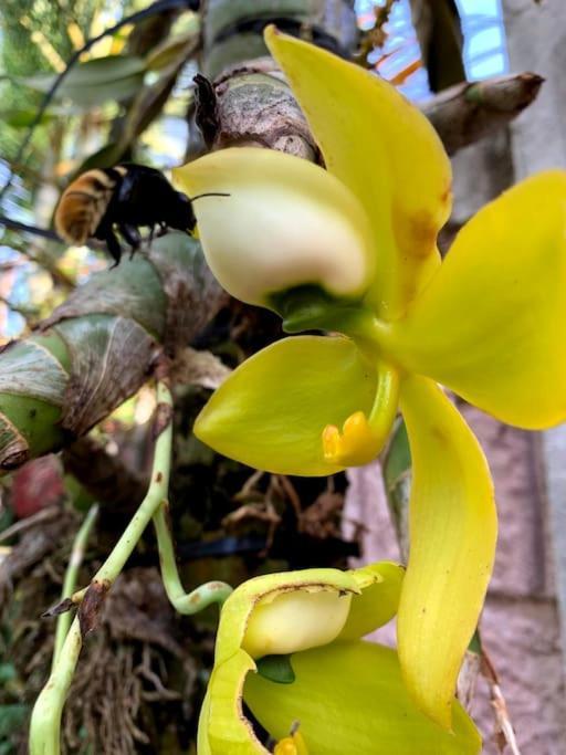 Tropical Bee Garden Holiday Houses Savegre エクステリア 写真